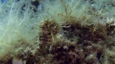 Costa Brava, Dalış Akdeniz