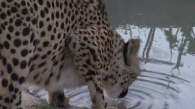 Güzel Afrika parsı 