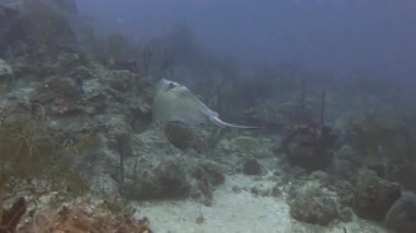 Resif üzerinde Yüzme stingray 