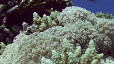 Yumuşak mercanlar dalgalar üzerinde hareket       