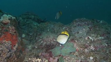 Umman Umman Denizi Dalış,