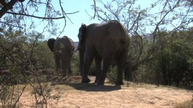 Güney Afrika filleri