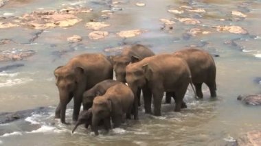 Nehirde banyo filler 