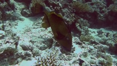 mercan kayalığı yakınındaki büyük Triggerfish Yüzme 