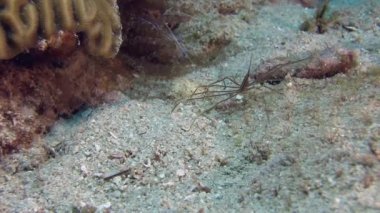 Karayip Denizi örümcek yengeci