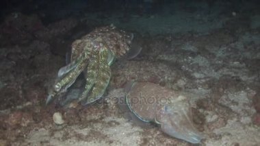 Mürekkep balığı, Arap Denizi içinde dalış, 