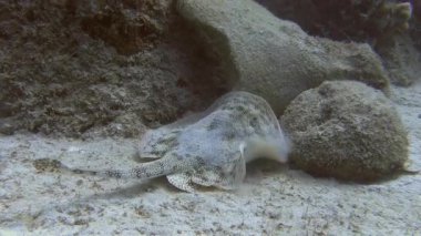 Resif üzerinde Yüzme stingray 