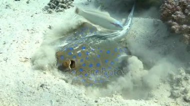 Kum mavi benekli stingray