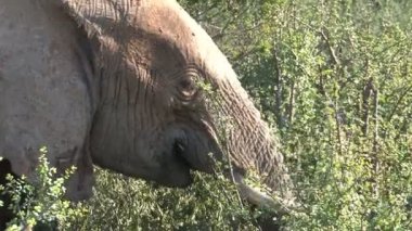 Güzel fil yakın çekim