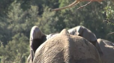 Güney Afrika filleri