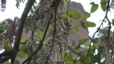 Ağaç Anuradhapura, Sri Lanka