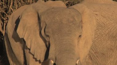 Güney Afrika filleri