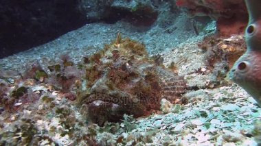 Scorpionfish Karayip Denizi