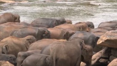 Nehirde banyo filler 