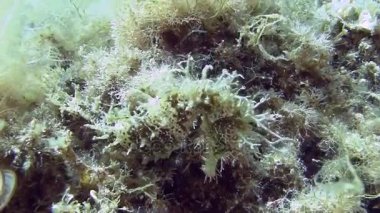 Costa Brava, Dalış Akdeniz