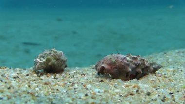 Münzevi kimse Yengeç Akdeniz 