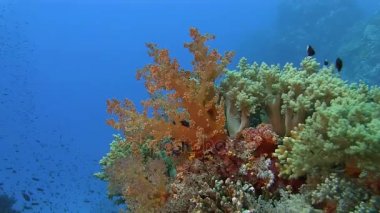 Yumuşak mercanlar dalgalar üzerinde hareket     