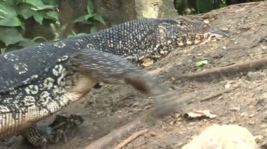 İguana sokak tarafında 