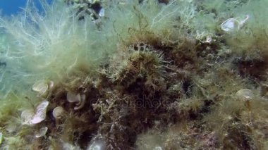 Costa Brava, Dalış Akdeniz