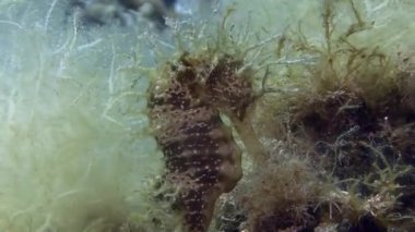 Denizatı Akdeniz'de siyah