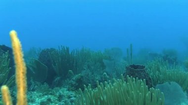 Resif üzerinde Yüzme  