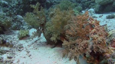 Yumuşak mercanlar dalgalar üzerinde hareket     