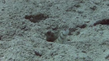 Kaya balığı balık menüsü ve deliğe gizleme   