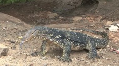 İguana sokak tarafında 