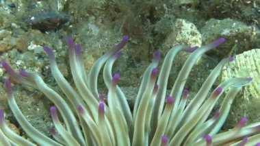 Akdeniz deniz anemon 