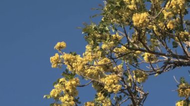 Varadero, Hindistan cevizi hurma üzerinde 