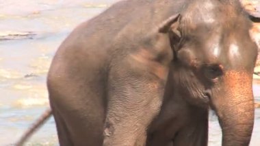 Nehir fil alma banyosunda 