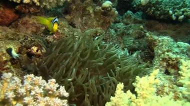 parlak Anemone balıklar mercan içinde gizleme  