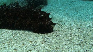 Costa Brava, Dalış Akdeniz