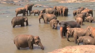 Nehirde banyo filler 