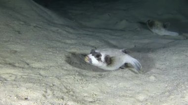 Kumlu alt Yüzme Pufferfish  