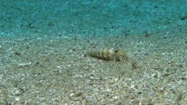 Akdeniz Yalnızcıl Yengeç 