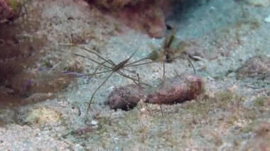 Karayip Denizi örümcek yengeci