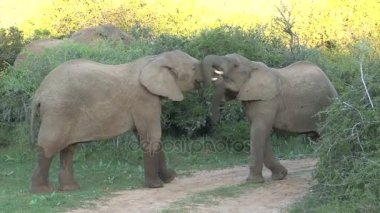 Güney Afrika filleri