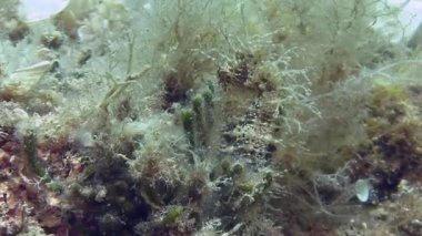 Costa Brava, Dalış Akdeniz