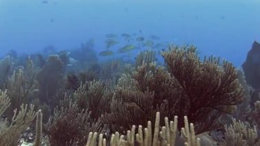 Sarıkuyruk snappers Denizi