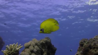 deniz parlak Butterflyfish Yüzme