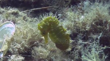 Costa Brava, Dalış Akdeniz