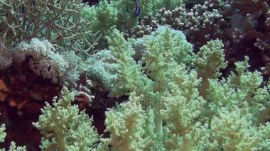 Yumuşak mercanlar dalgalar üzerinde hareket     