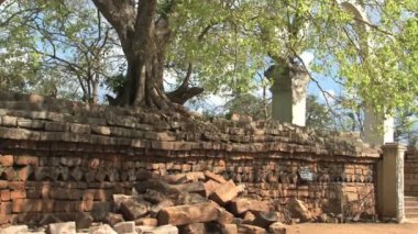 Sri Maha Bodhi, Anuradhapura 