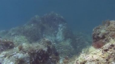 Costa Brava, Dalış Akdeniz