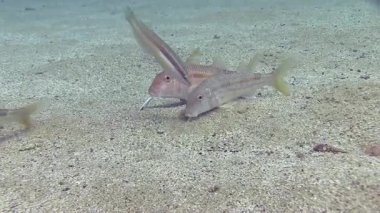 Akdeniz balık sürüsü 