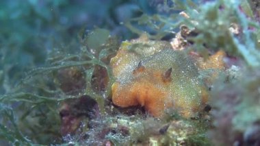 Akdeniz omurgasızını 