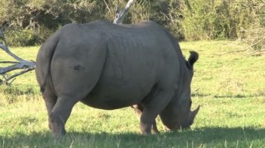 yemek çimen gergedan