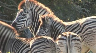 Zebralar yeşil savannah otlatma