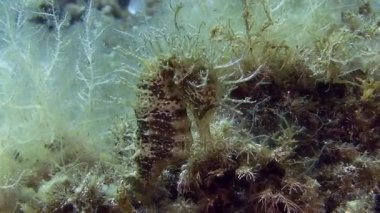 Costa Brava, Dalış Akdeniz